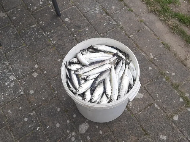 Hering