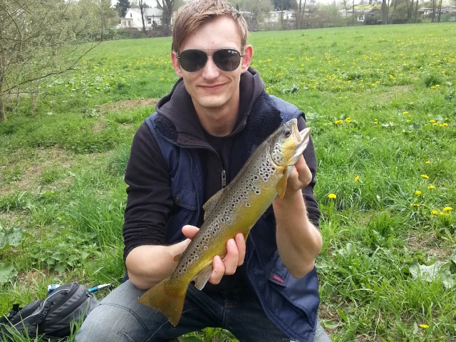 Bachforelle