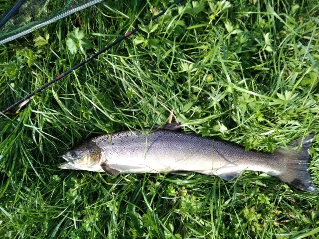 Lachs