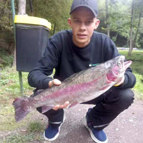 Regenbogenforelle