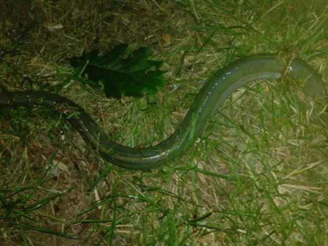 Aal