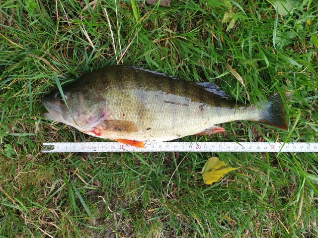 Flussbarsch