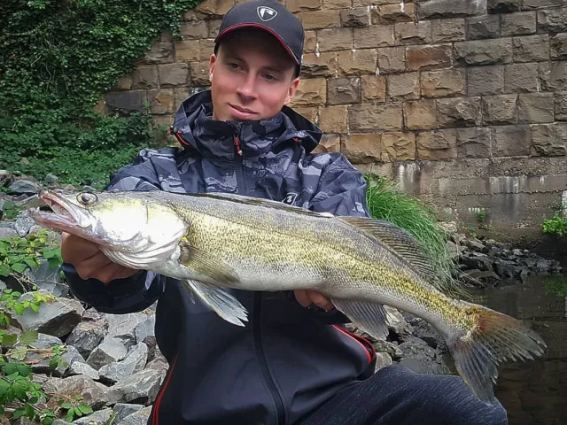 Zander