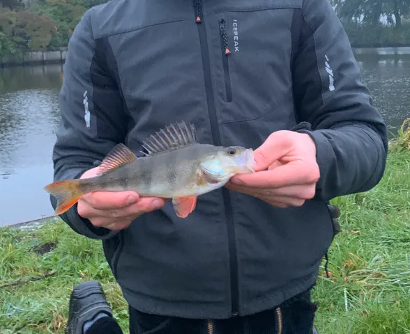 Flussbarsch