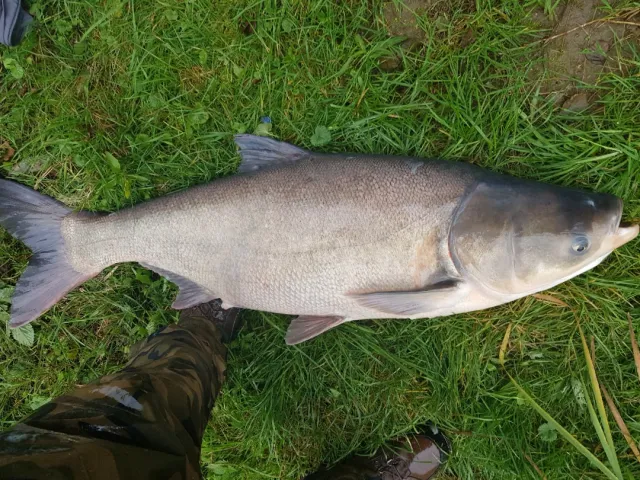 Marmorkarpfen