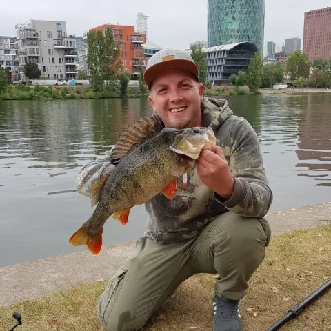 Flussbarsch