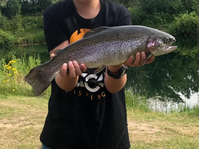 Regenbogenforelle