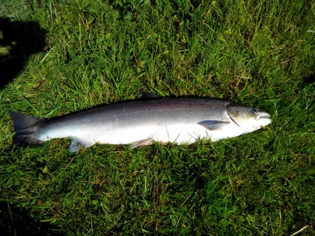 Lachs