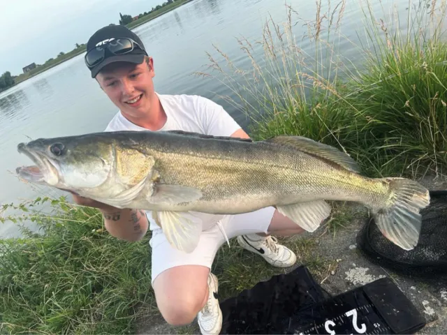 Zander