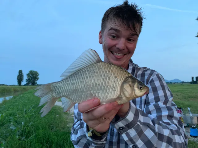 Giebel