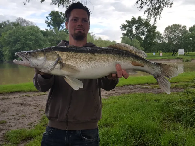 Zander