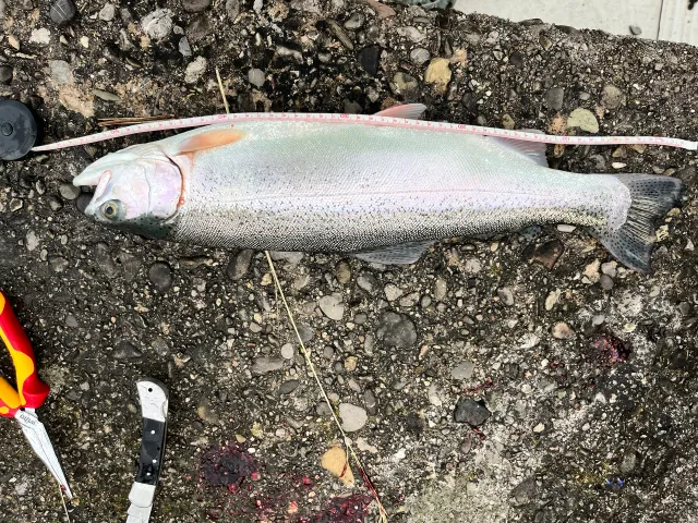 Regenbogenforelle