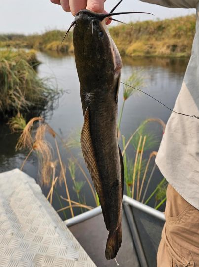 Afrikanischer Raubwels