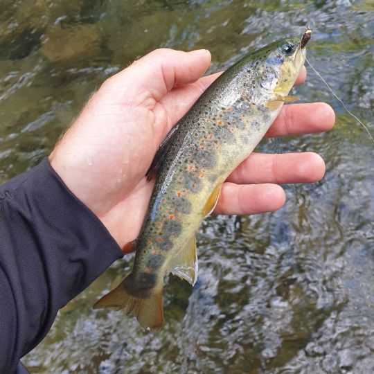 Bachforelle
