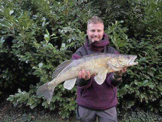Zander