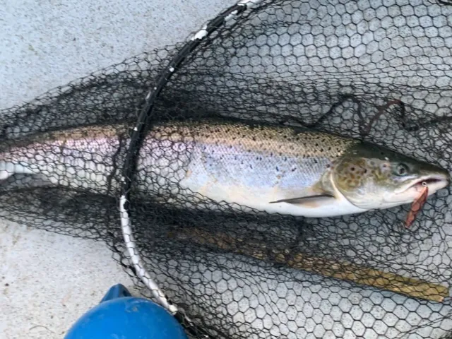 Lachs