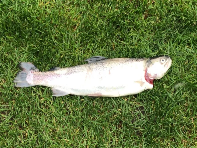 Regenbogenforelle