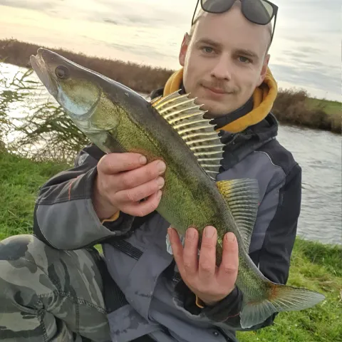 Zander