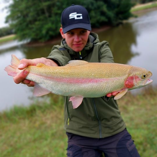Goldforelle