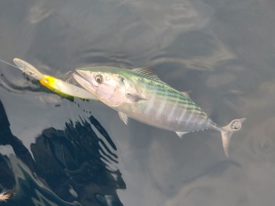 Bonito