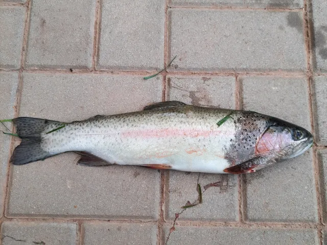 Regenbogenforelle