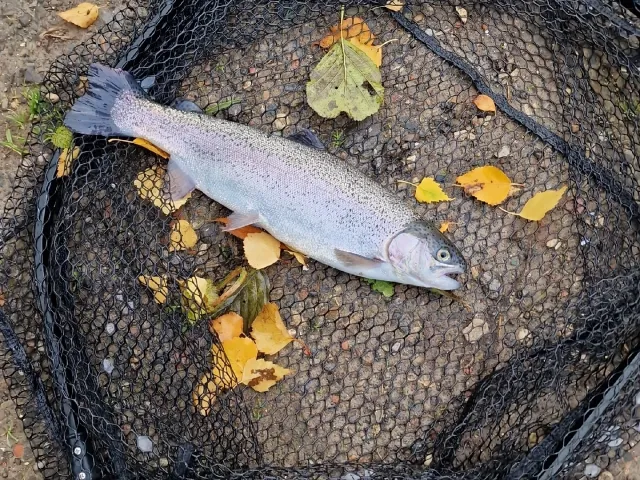Regenbogenforelle