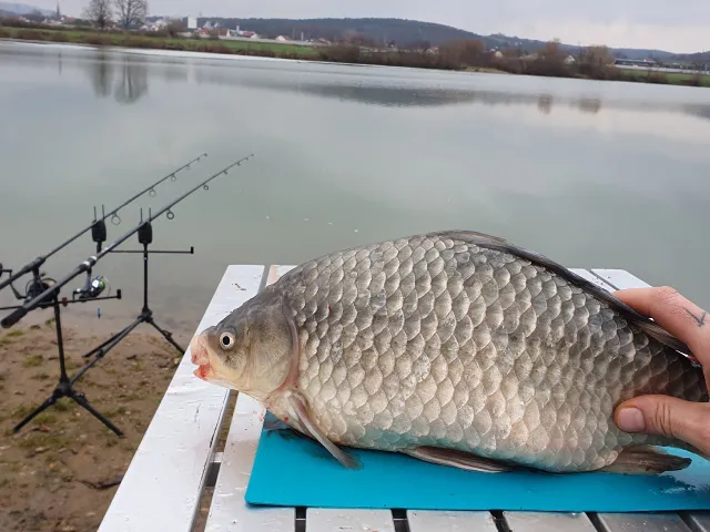 Giebel