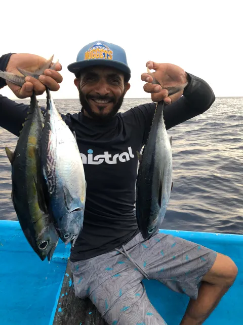 Bonito