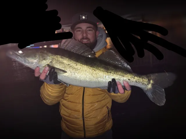 Zander