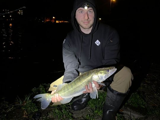 Zander