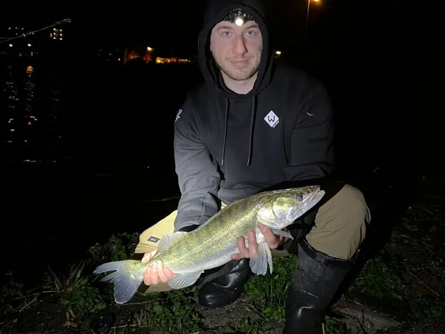 Zander