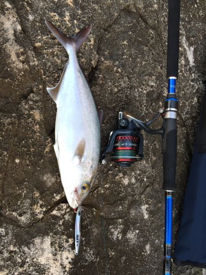 Amberjack