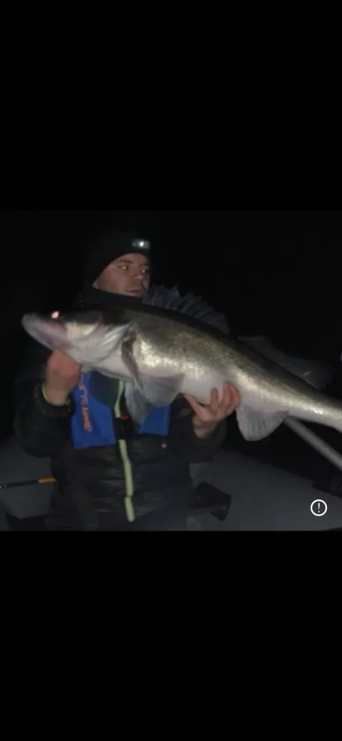 Zander