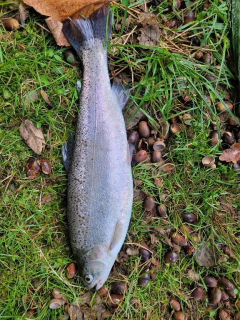 Regenbogenforelle