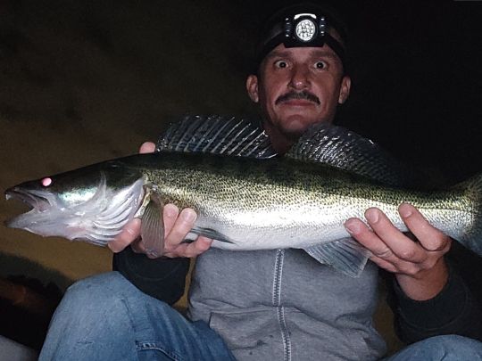 Zander