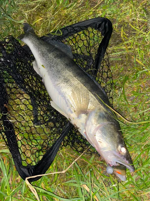 Zander