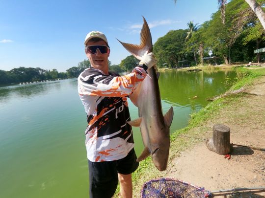 Afrikanischer Raubwels