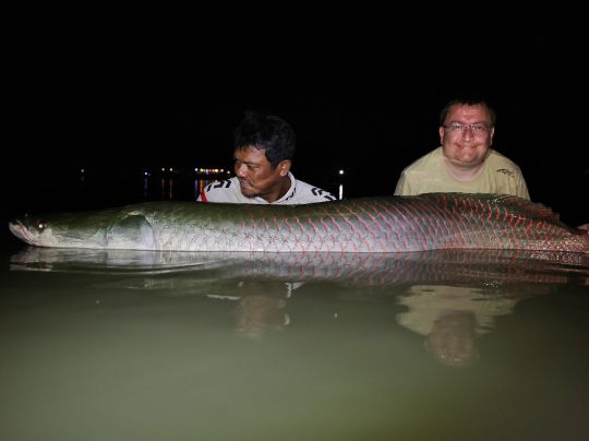 Arapaima
