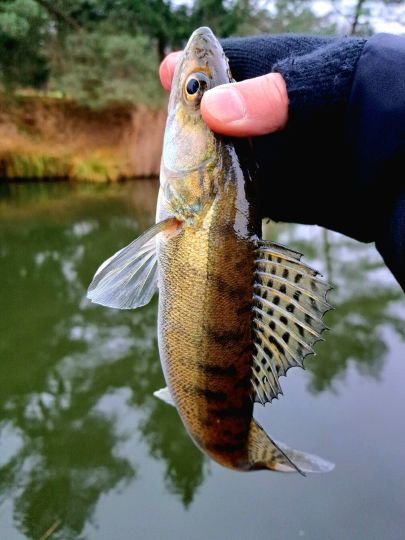 Zander