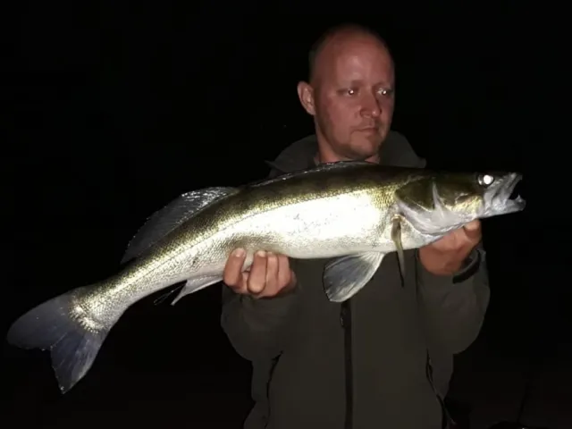 Zander