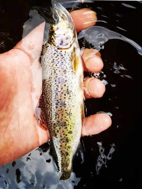 Lachs