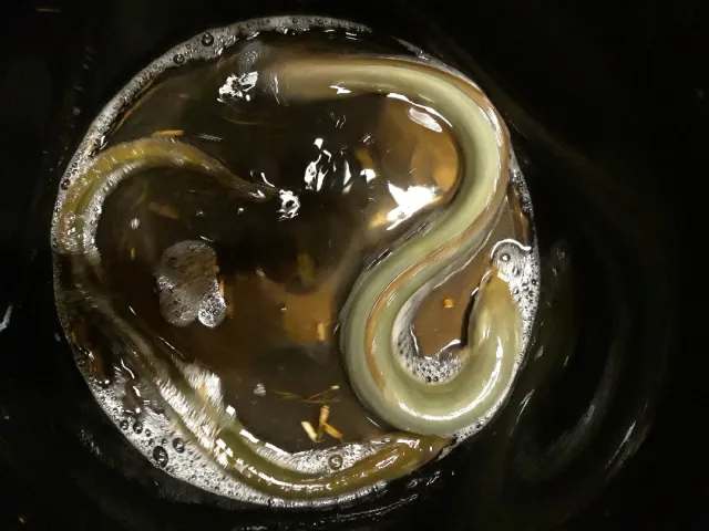 Aal