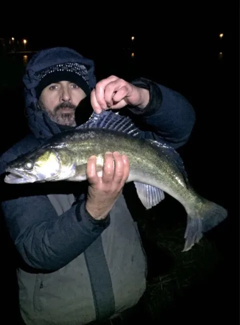 Zander