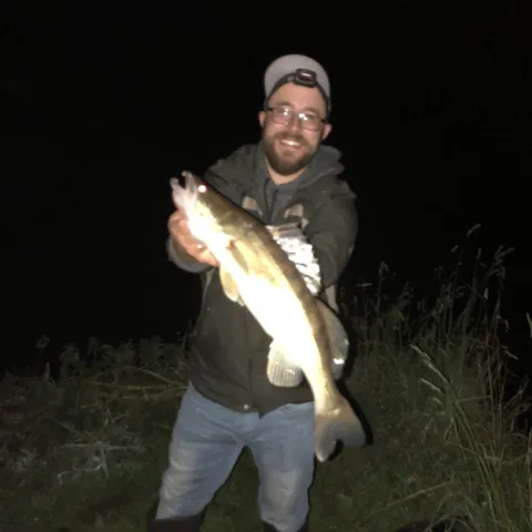 Zander