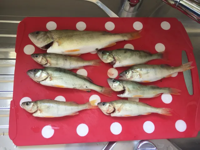 Flussbarsch