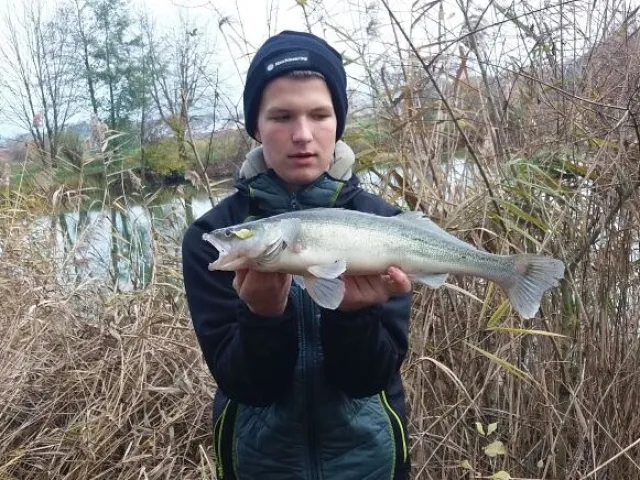 Zander