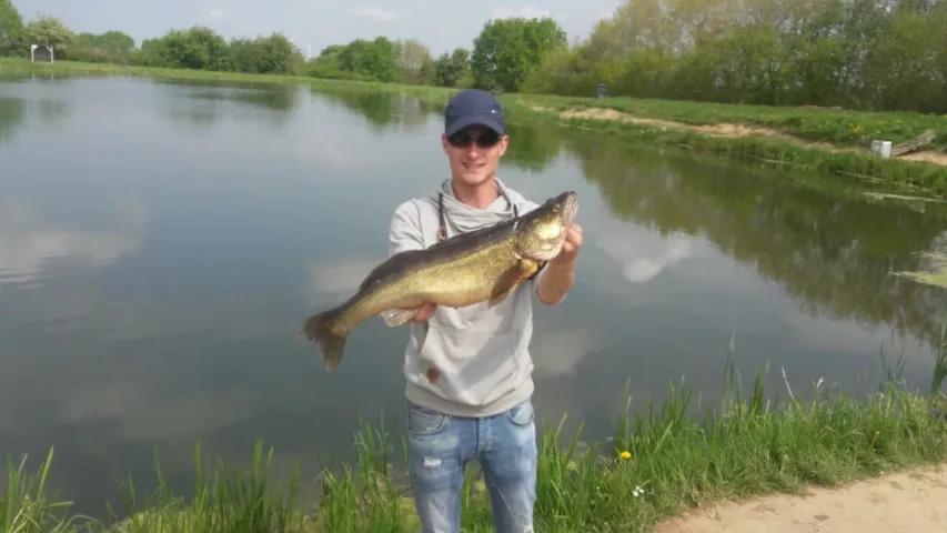 Zander