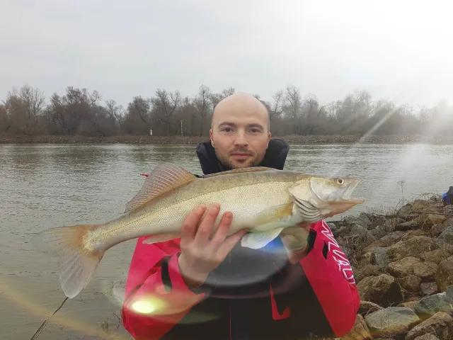 Zander
