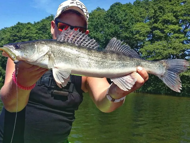 Zander
