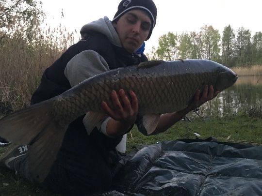 Graskarpfen